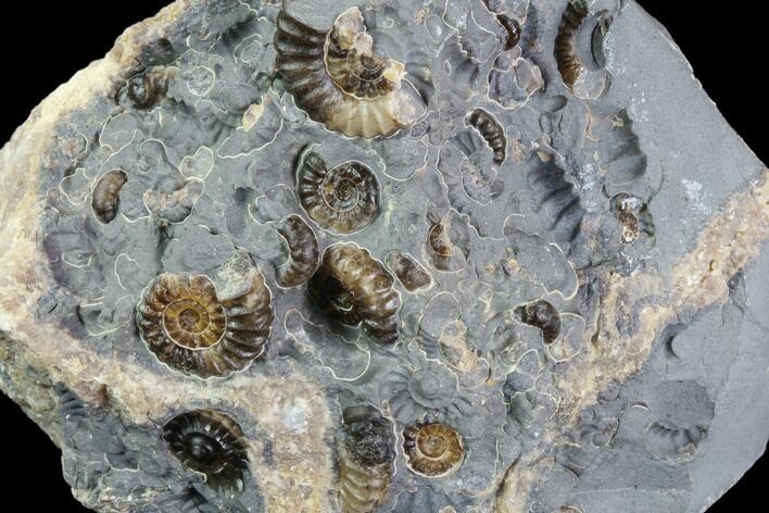 Ammonite (Promicroceras) Fossil Cluster - Somerset, England #86269